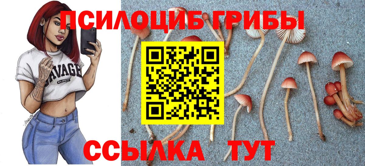 Междуреченск  Псилоцибиновые грибы Psilocybine cubensis  Вход с VPN 